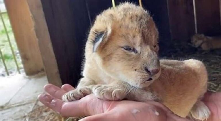 Cat-hater dog feeds two lion cubs