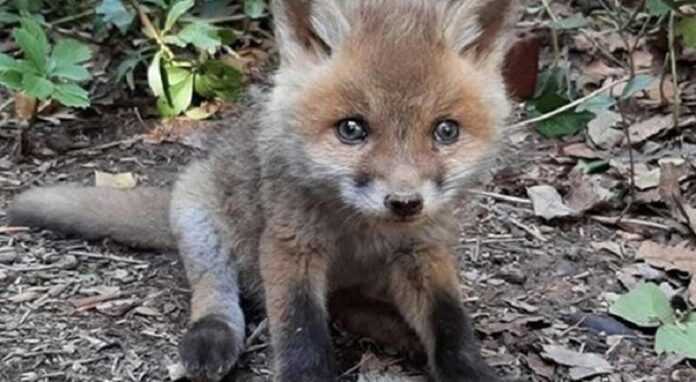 A touching story of salvation: mother fox returned for her baby