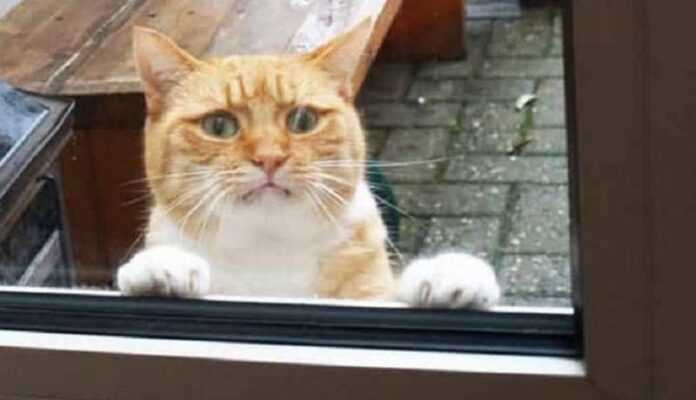 10 pictures of pets: the owners simply forgot to let them in on time
