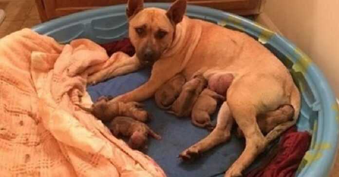 The man helped the dog and this gave life to six puppies