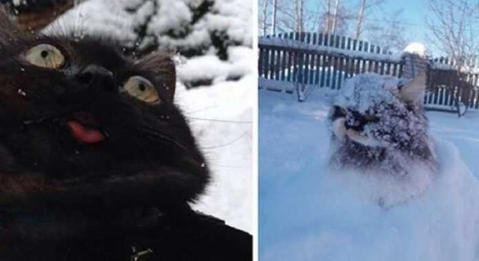 15 Snapshots Of Pet Cats Taken Out Of Their Warm Apartments For A Walk Into The Snowy Outside World