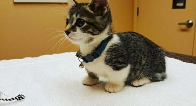 Reasons Why Munchkin Cats Are Incredibly Beautiful