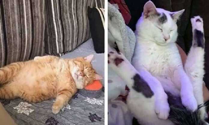 11 amazing poses in which a cat can easily fall asleep