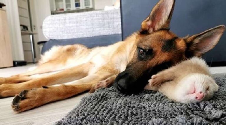 Adorable alliance of a large German Shepherd and a small ferret