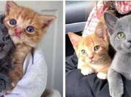 The cat abandoned the kittens on the doorstep – the kids were helped just in time
