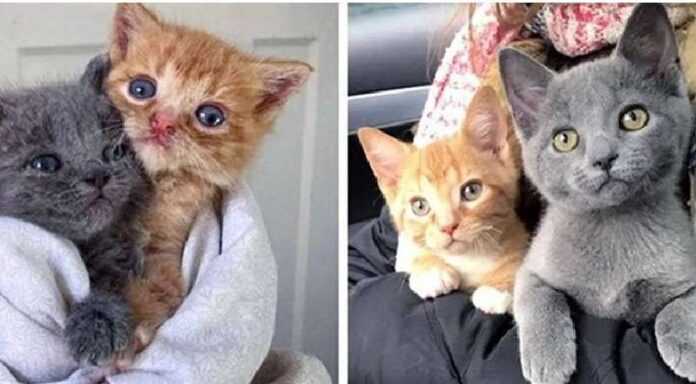 The cat abandoned the kittens on the doorstep – the kids were helped just in time