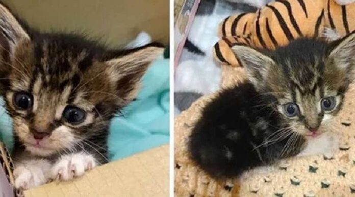 Roadside kitten grew into a cute cat and was able to fulfill his dream