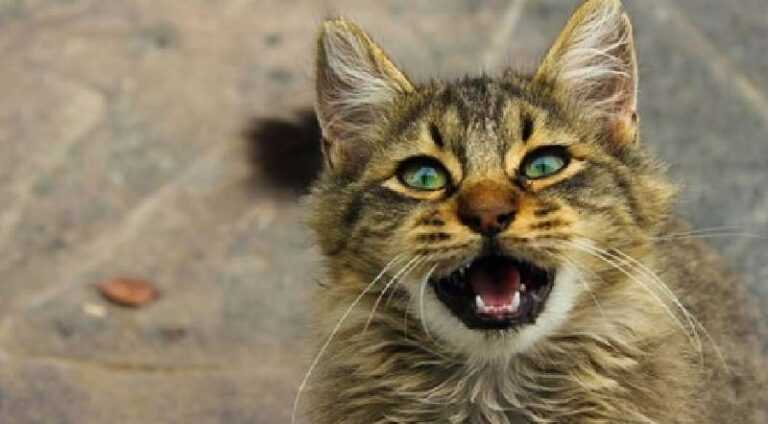 Cat dictionary: what does a cat want to say with its purr