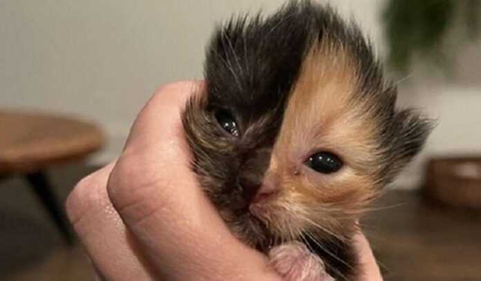 Abandoned kitten amazed everyone with its unique appearance