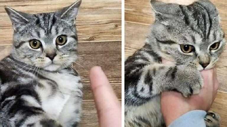 Ten cats that are not shy about biting everyone