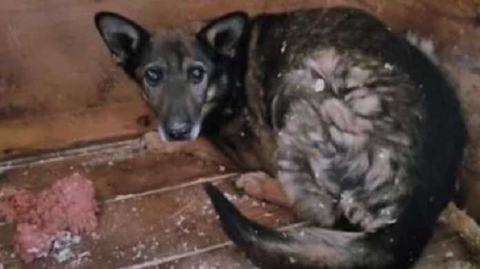 In the Moscow shelter found a dog forgotten by everyone 6 years ago