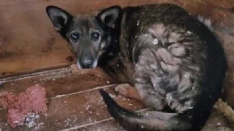 In the Moscow shelter found a dog forgotten by everyone 6 years ago