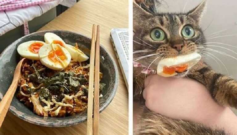 Animals caught red-handed while trying to steal something tasty