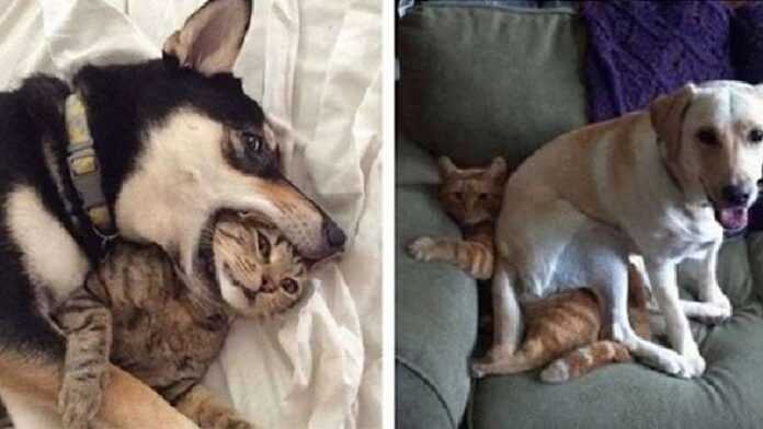 Some photos that prove that there is friendship between dogs and cats