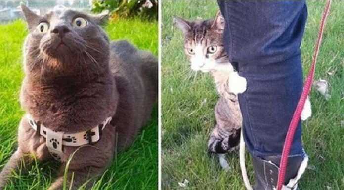 Cats that went outside for the first time