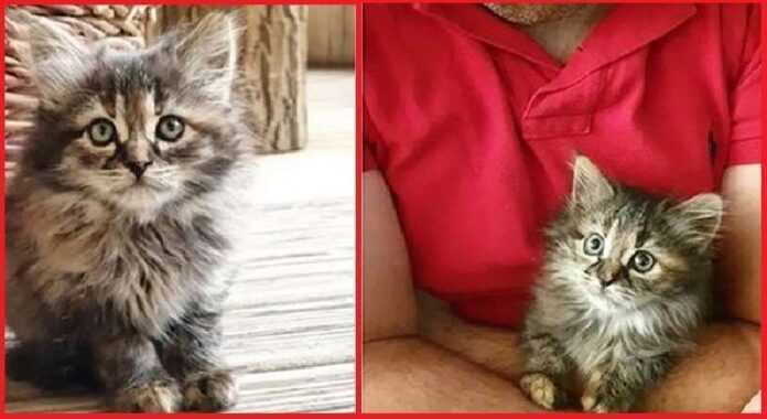An orphan kitten was saved by kind people and what came of it