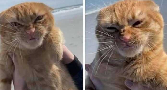 Emotions of a cat visiting the beach for the first time