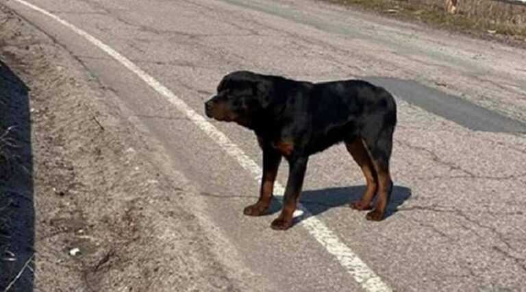 On the track, the dog guarded the rag, with which it was thrown out