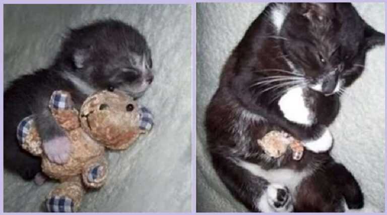 10 funny pictures of pets that can't live without their favorite toy