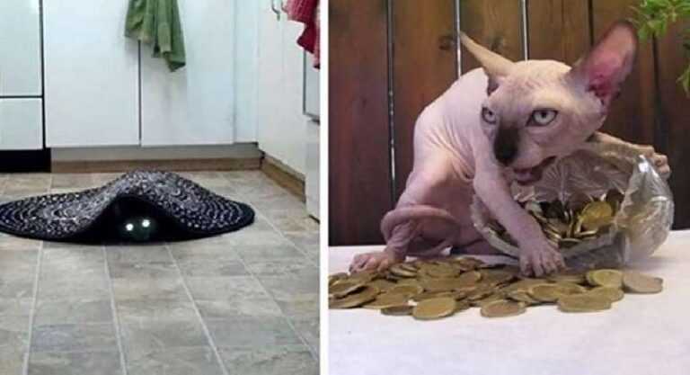 15 Pictures That Prove Cats Were Invented By The Devil Himself