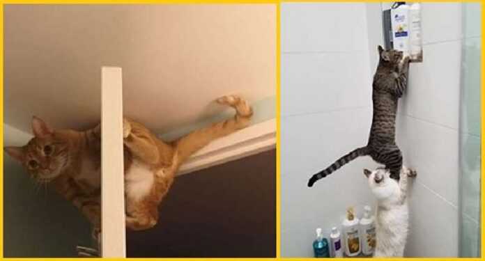 11 cats who like to test their owners' endurance