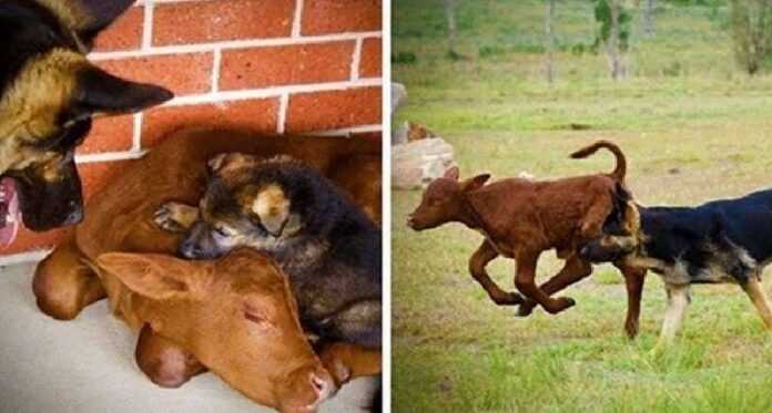 How a calf became a dog. Farmers rescued an orphaned toddler who was soon raised by a shepherd dog