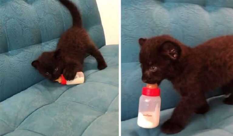 An orphan panther made friends with a Rottweiler and learned to live in snowy Siberia