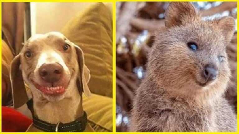 10 Animals That Deserve An Acting Talent Award