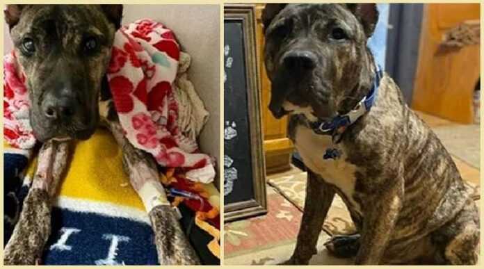 Exhausted dog gained 20 kg in a month and even found friends