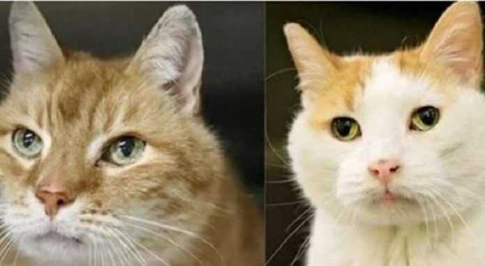 An elderly cat “persuaded” the owner to return to the shelter and pick up her even older friend