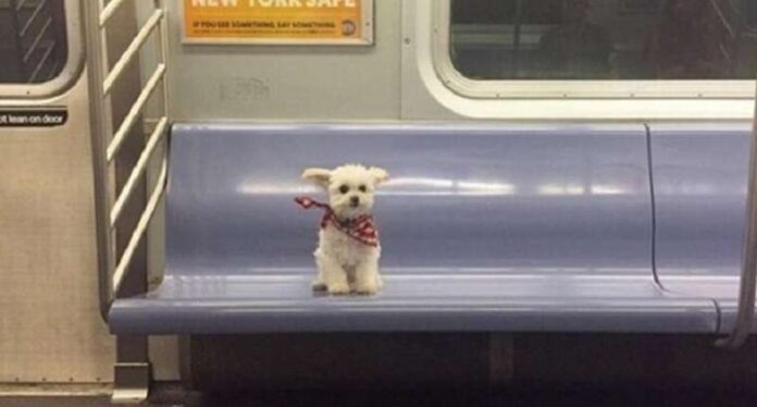 10 photos of the cutest tailed fellow travelers