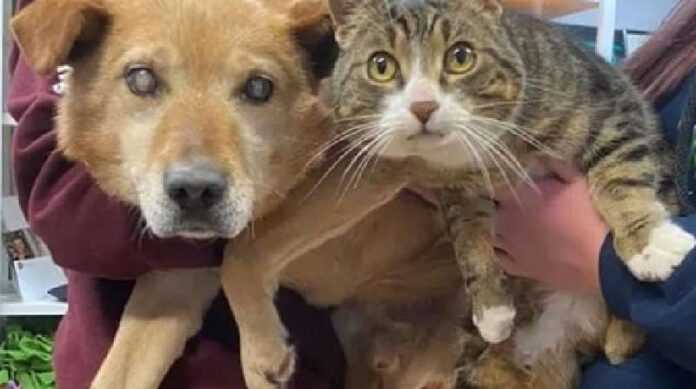A blind dog could not do without a guide cat and they left the shelter together