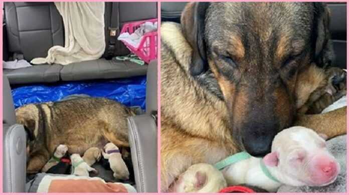 Family from Texas spent 12 hours in the car for the dog to give birth in the warmth