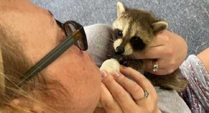 Little raccoon, abandoned by his mother, came to the people