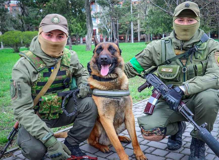Rosyjski pies bojowy przechodzi na stronę Ukrainy i dzielnie pomaga żołnierzom bronić kraj