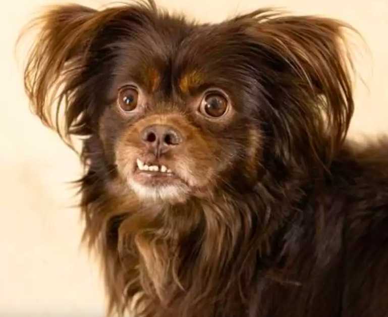 Pies, który zaginął na długie 2 lata, nie może uwierzyć, że znów widzi swoją ukochaną rodzinę