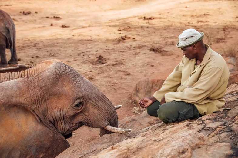 Uratowany słoń wynurza się z dziczy, aby spotkać się z człowiekiem, który dawniej go wychował