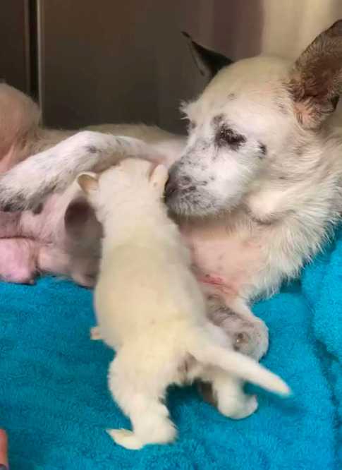 Duży pies troskliwie dogląda małego szczeniaczka, któremu pomógł przywrócić życie