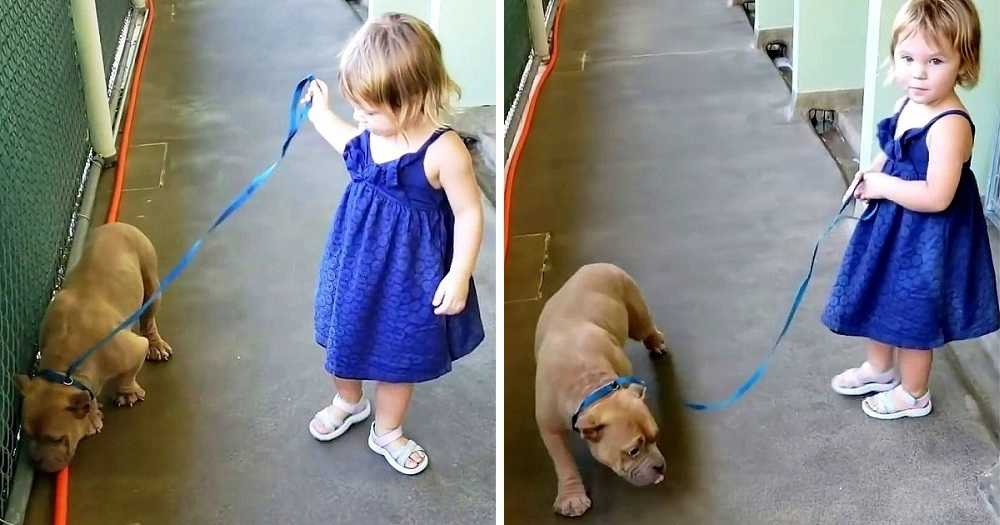 Mała dziewczynka wybrała w schronisku psa, który cały się trząsł i chował w swojej klatce