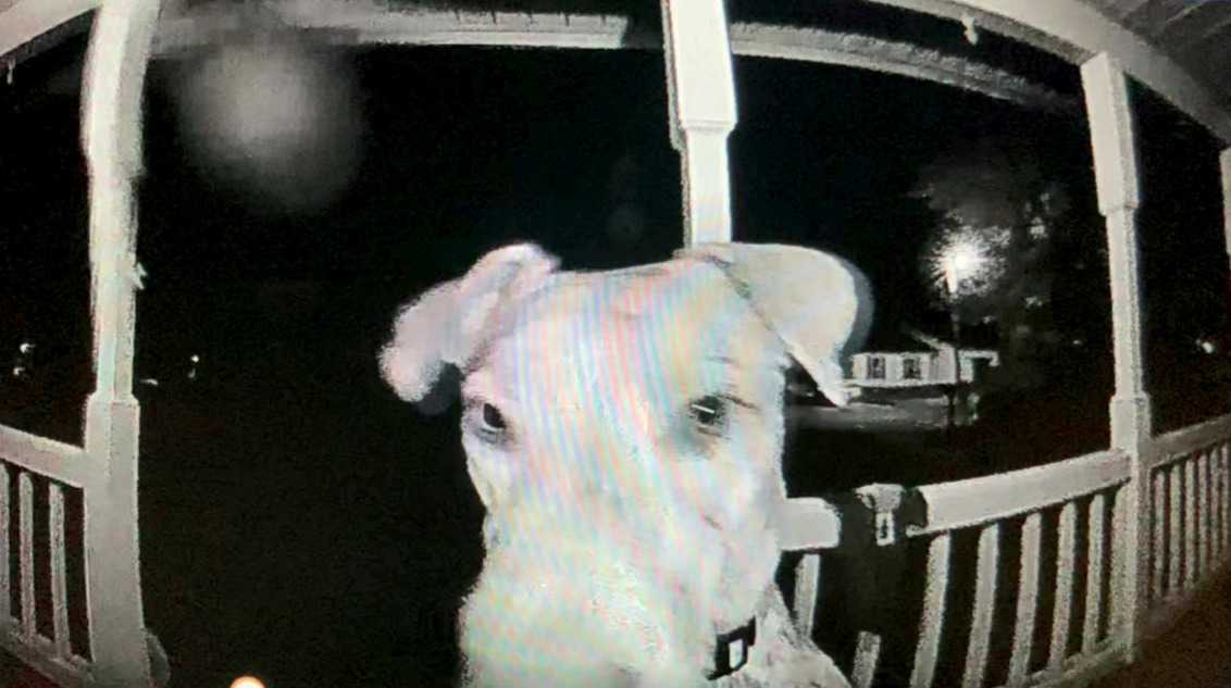 Pies uciekinier po 7 godzinach sam wraca do domu i dzwoni na dzwonek, aby wpuścić go do środka