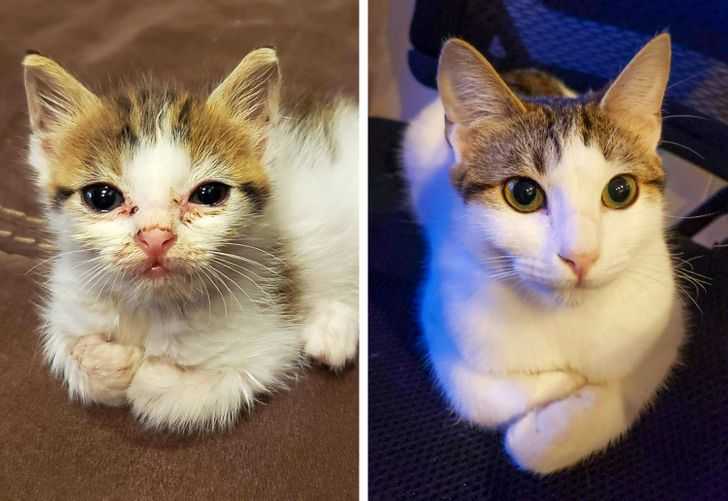 kotek po adopcji