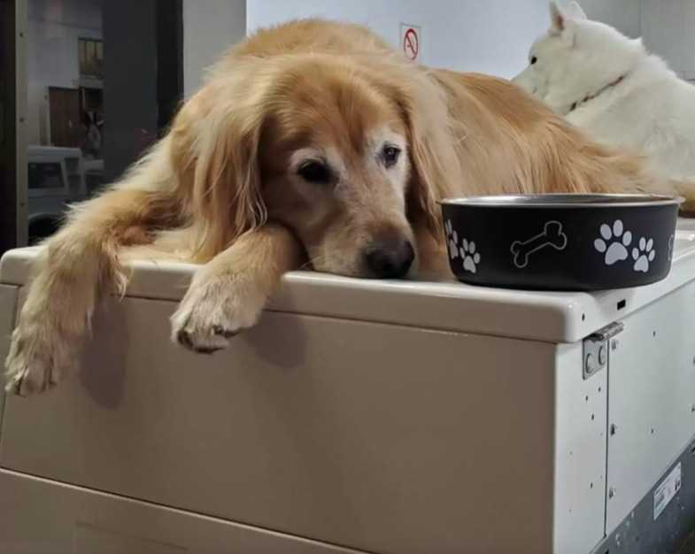 Pies, który pracuje w pralni, słynie z ciągłego spania na maszynach. Stał się lokalną gwiazdą!