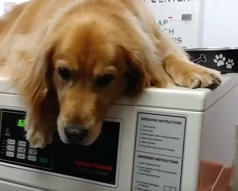 Pies, który pracuje w pralni, słynie z ciągłego spania na maszynach. Stał się lokalną gwiazdą!