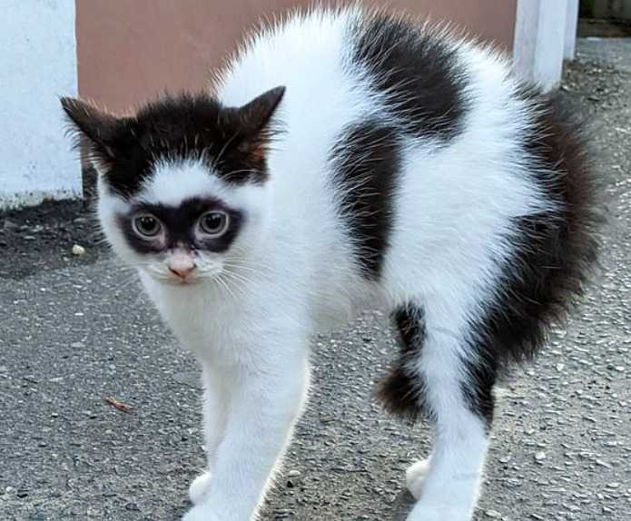 Kot z niezwykłym umaszczeniem, który wygląda jak Zorro, staje się prawdziwą sensacją Internetu