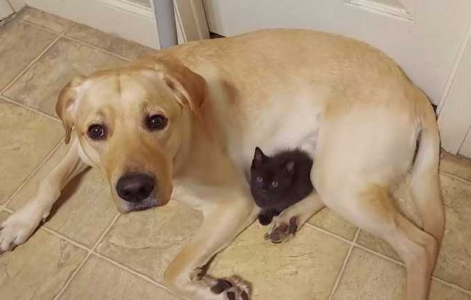 Pies próbuje ukryć nowego kociaka przed rodziną, aby nikt inny nie mógł się z nim bawić