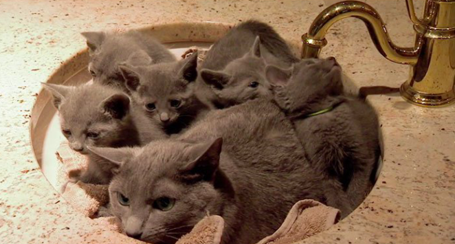 25 zabawnych kotów, które wcisnęły się w pozornie niemożliwe miejsca