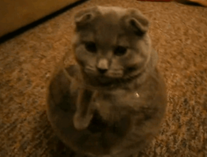 25 zabawnych kotów, które wcisnęły się w pozornie niemożliwe miejsca