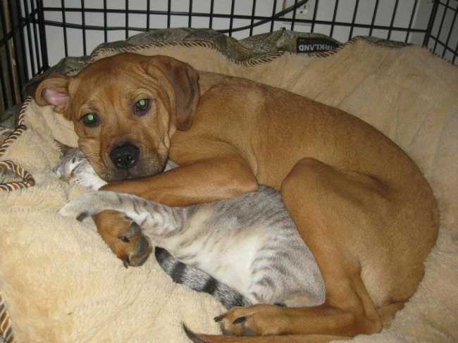 20 zdjęć, które pokazują, jak wygląda życie psa z kotem