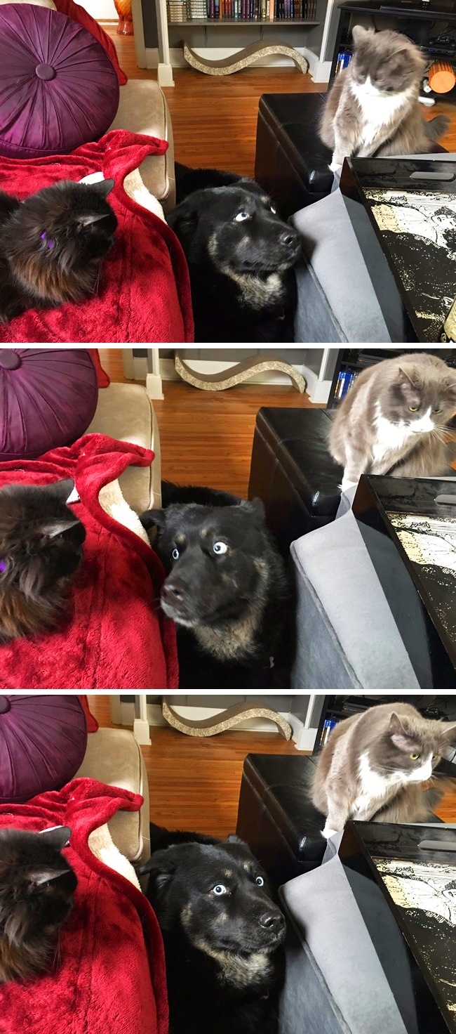 20 zdjęć, które pokazują, jak wygląda życie psa z kotem