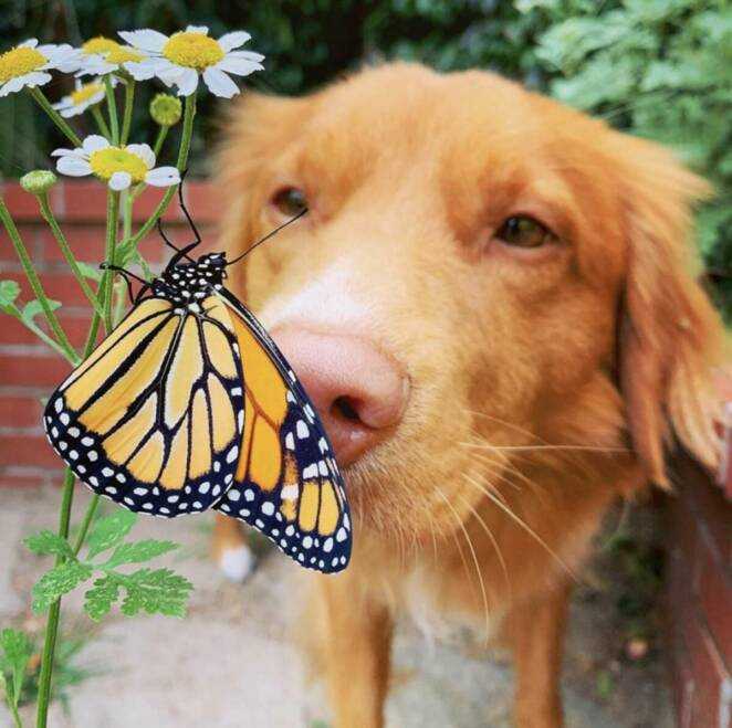 Pies o wrażliwej duszy przyjaźni się ze wszystkimi motylami żyjącymi w jego ogrodzie